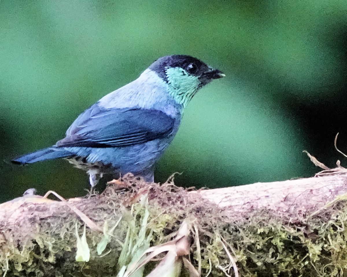 Black-capped Tanager - ML619903641