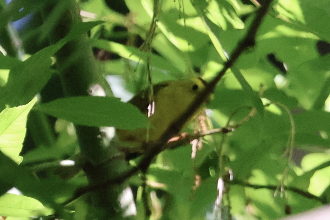 Wilson's Warbler - ML619903654