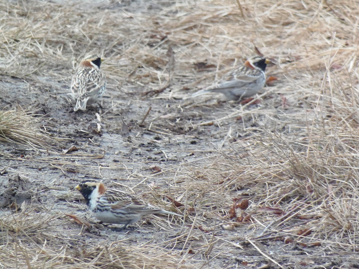 Lapland Longspur - ML619903657