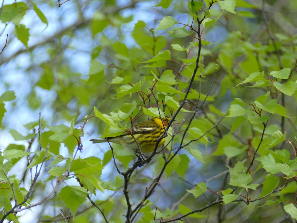Cape May Warbler - ML619903661