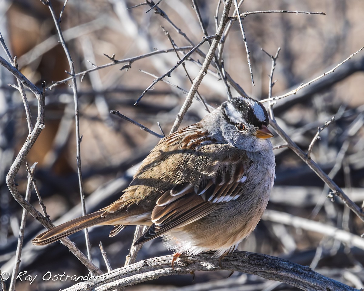 White-crowned Sparrow - ML619903674