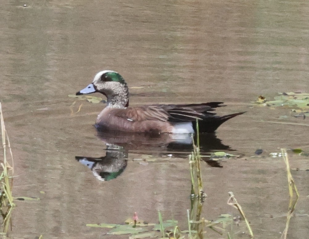 American Wigeon - ML619903678