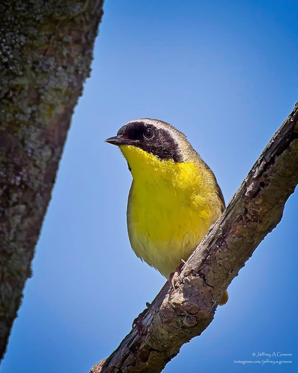 Common Yellowthroat - ML619903693