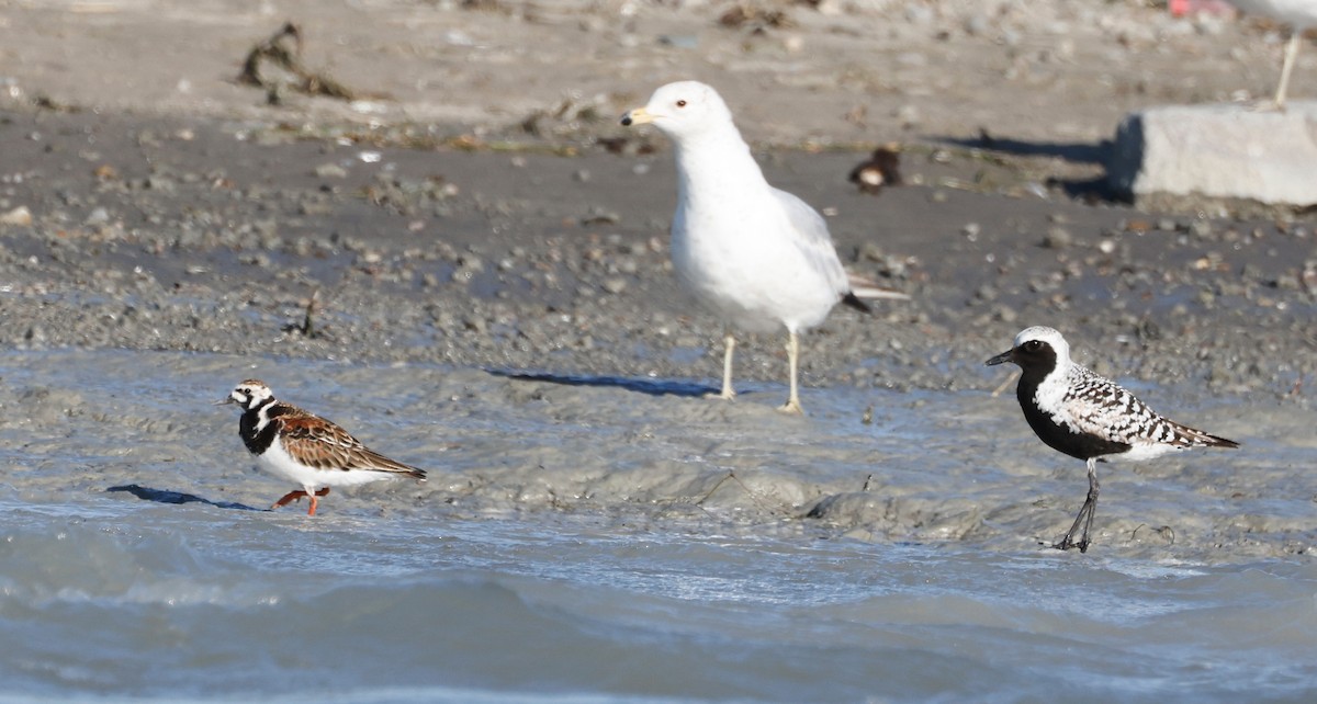 Black-bellied Plover - ML619903698