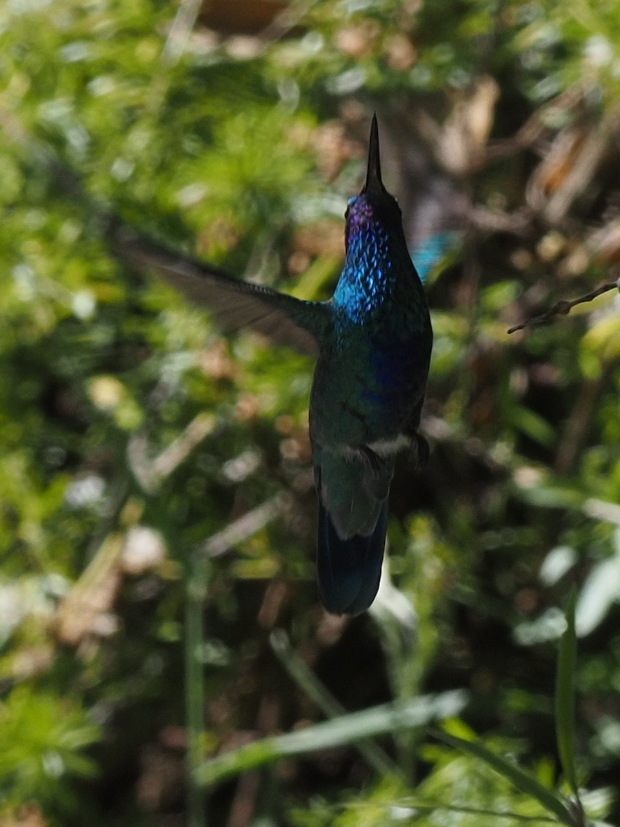 kolibřík modrolící - ML619903715