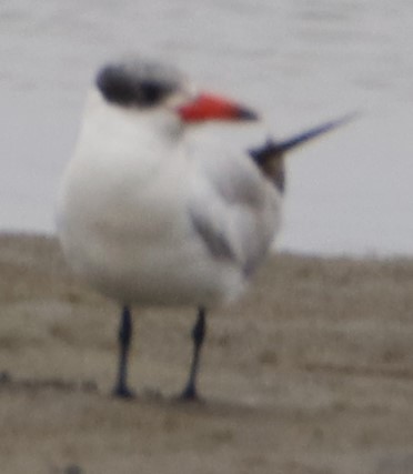 Caspian Tern - ML619903719