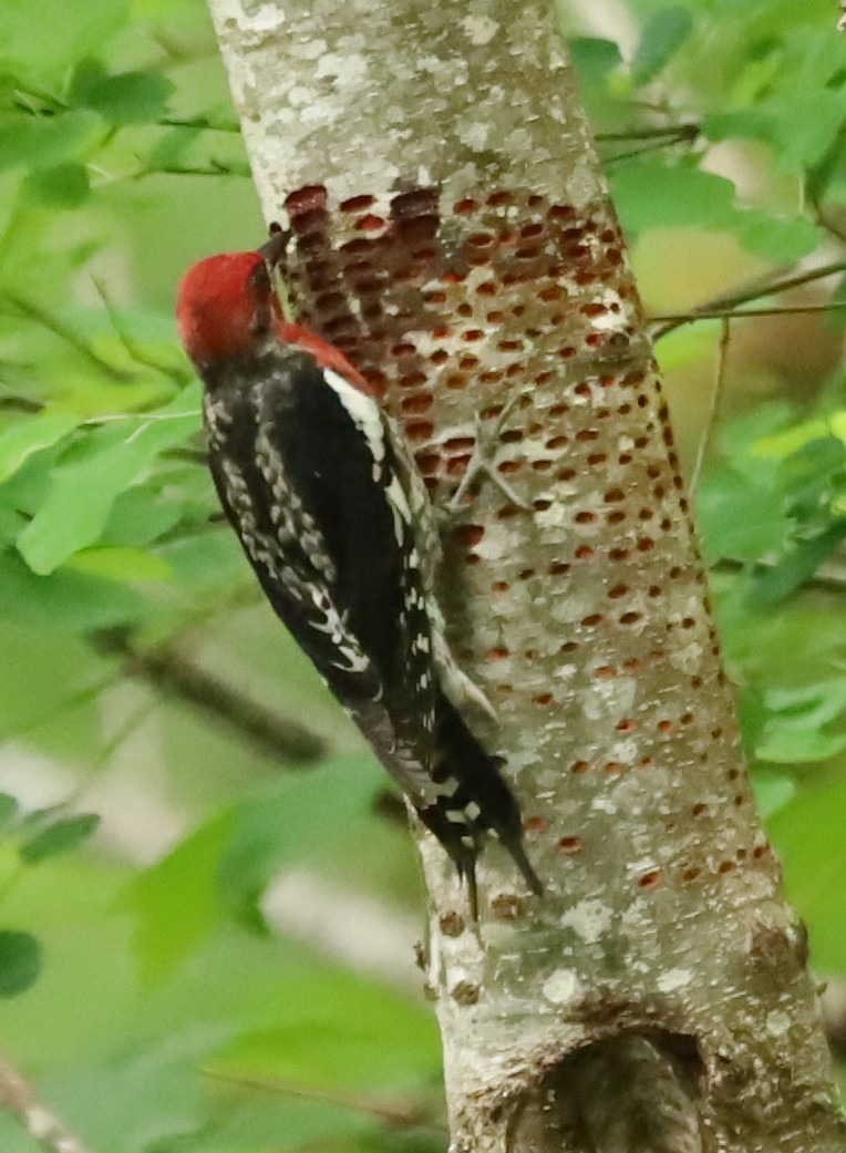 Red-breasted Sapsucker - ML619903726