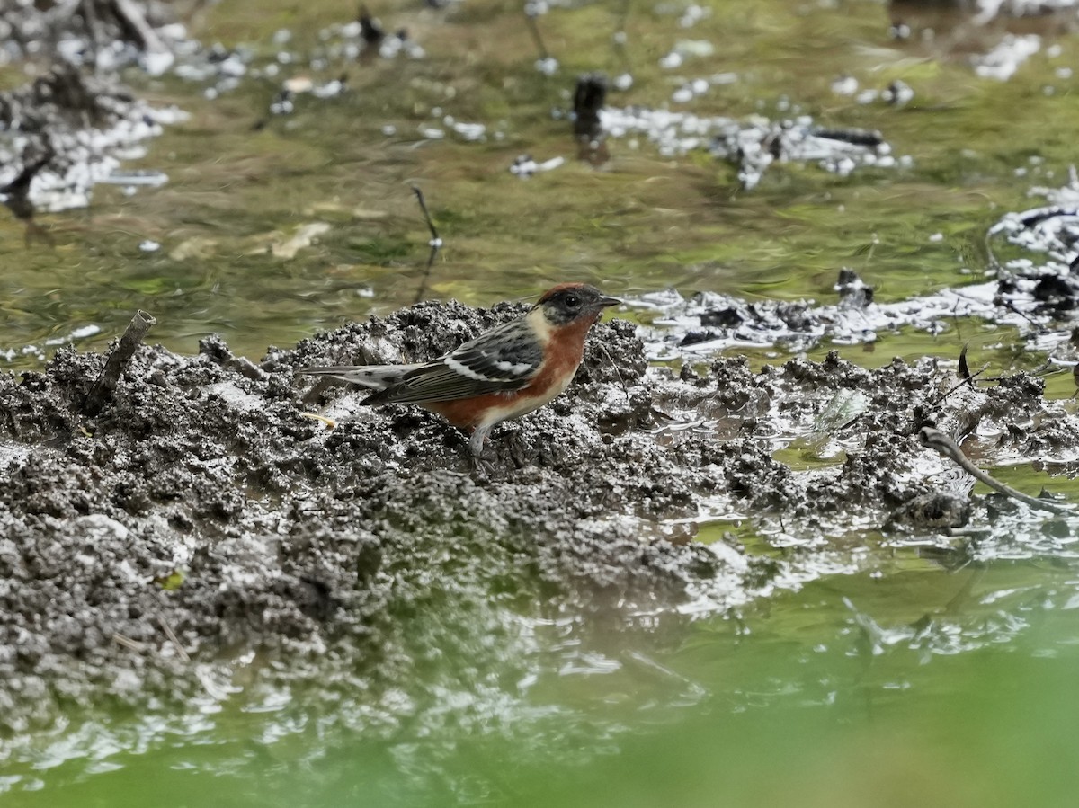 Braunkehl-Waldsänger - ML619903732