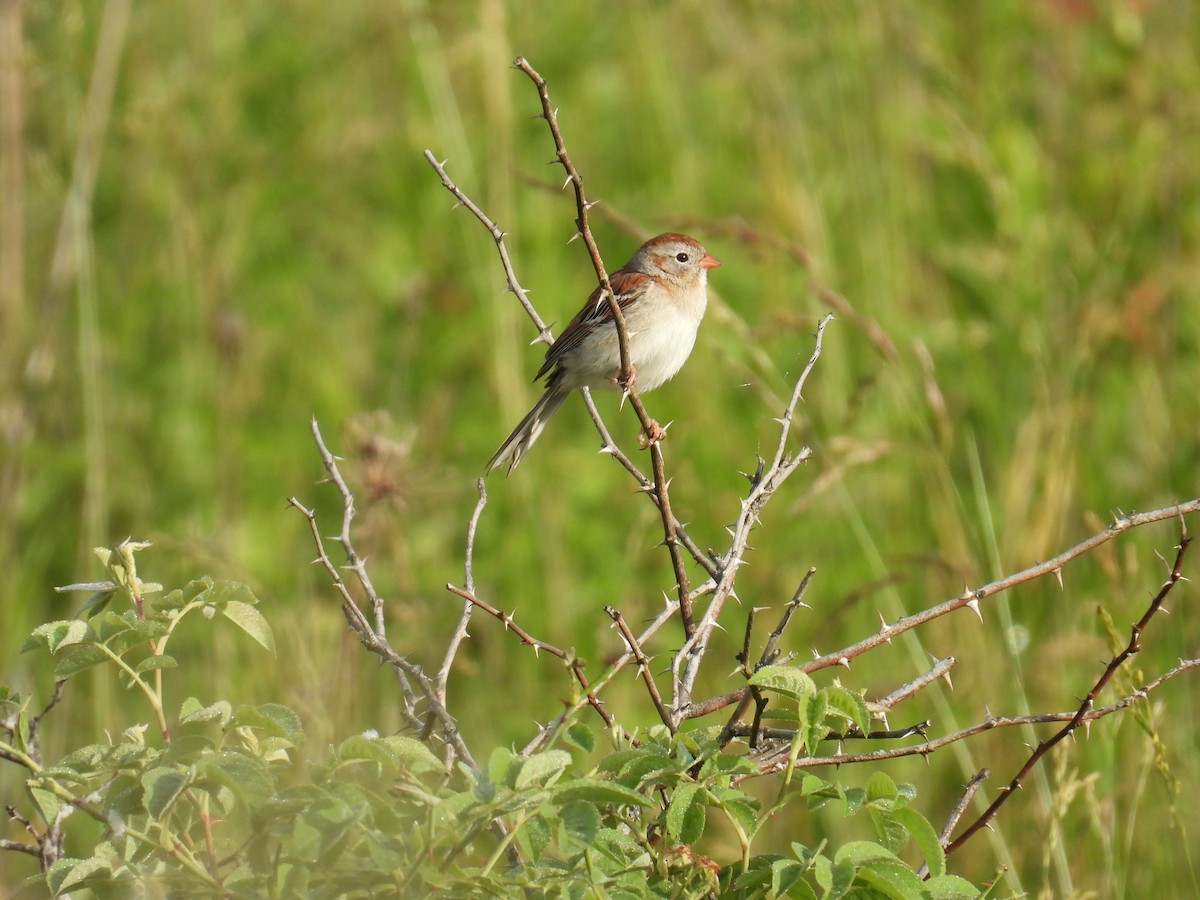 Field Sparrow - ML619903736