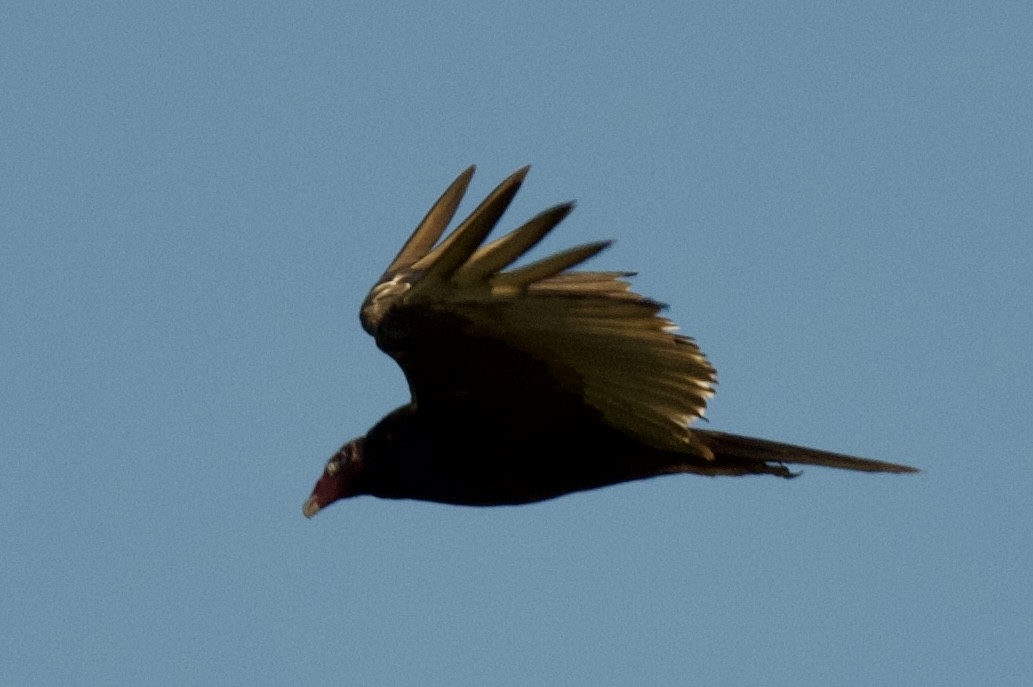 kondor krocanovitý (ssp. aura/septentrionalis) - ML619903754