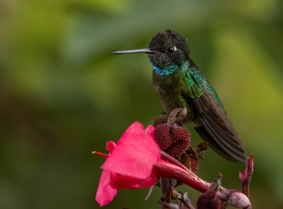 Talamanca Hummingbird - ML619903756