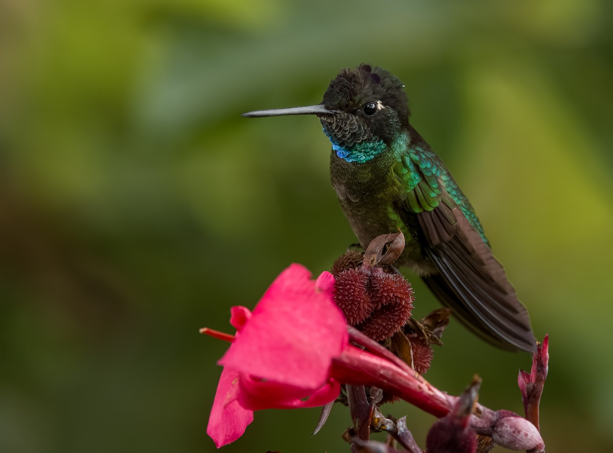 Colibri de la Talamanca - ML619903756