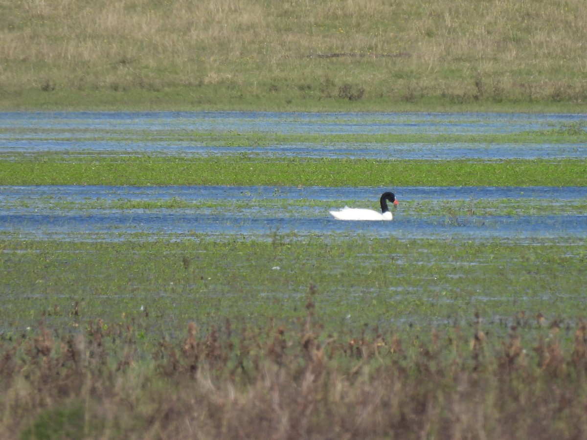 Black-necked Swan - ML619903759