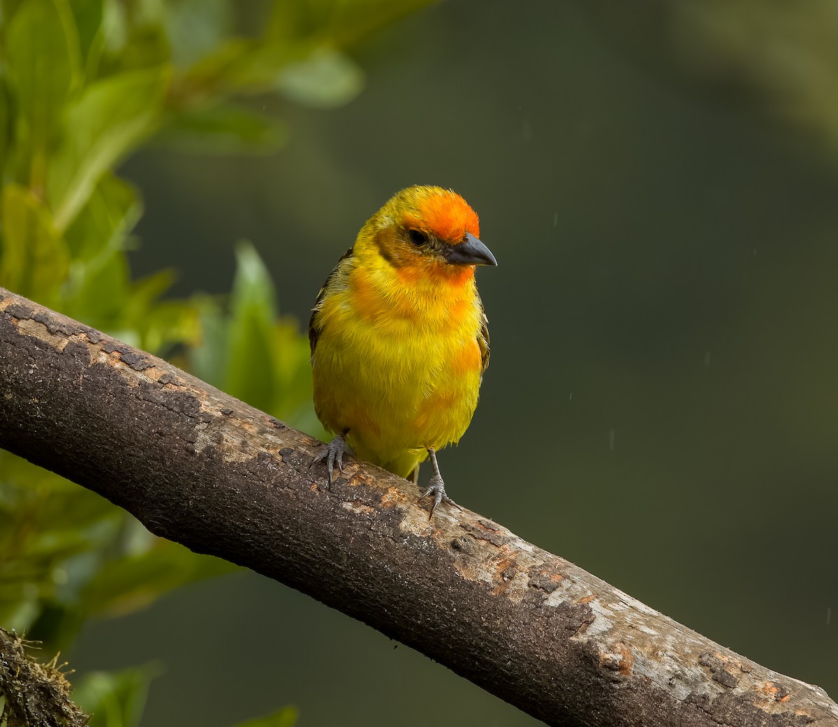 Flame-colored Tanager - ML619903762