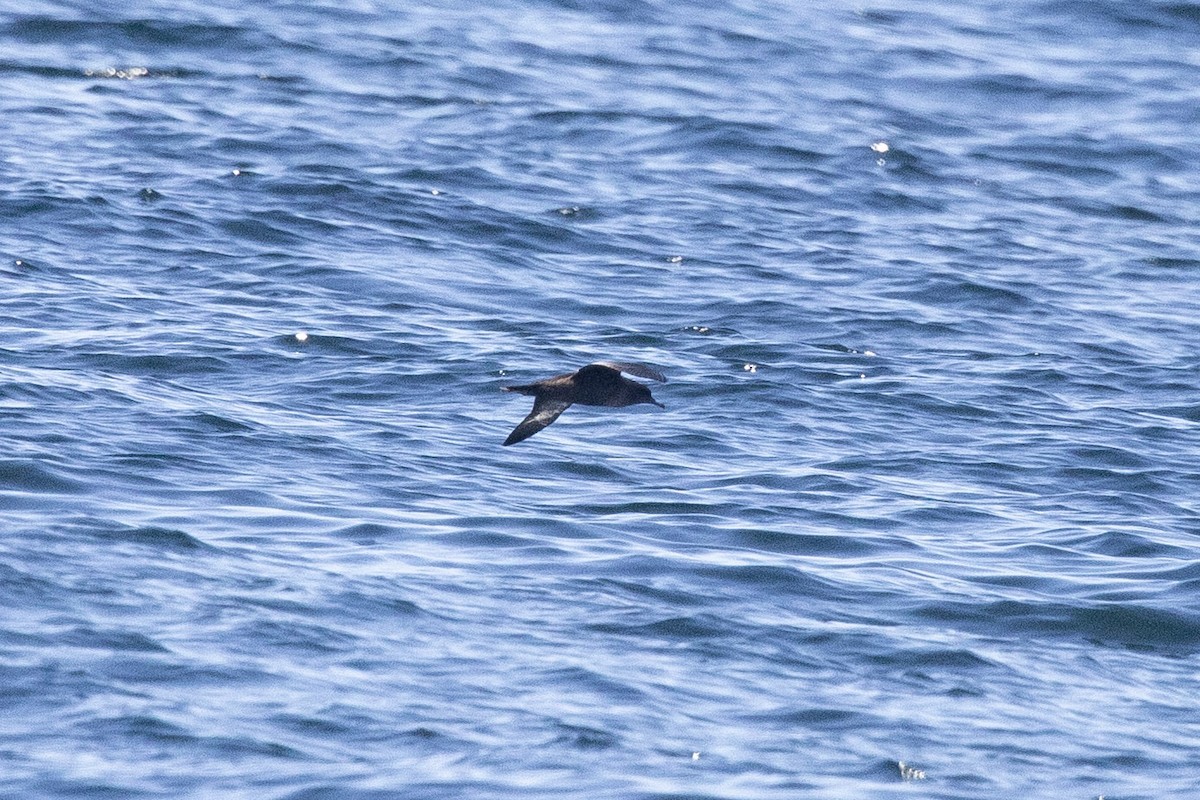 Sooty Shearwater - ML619903765