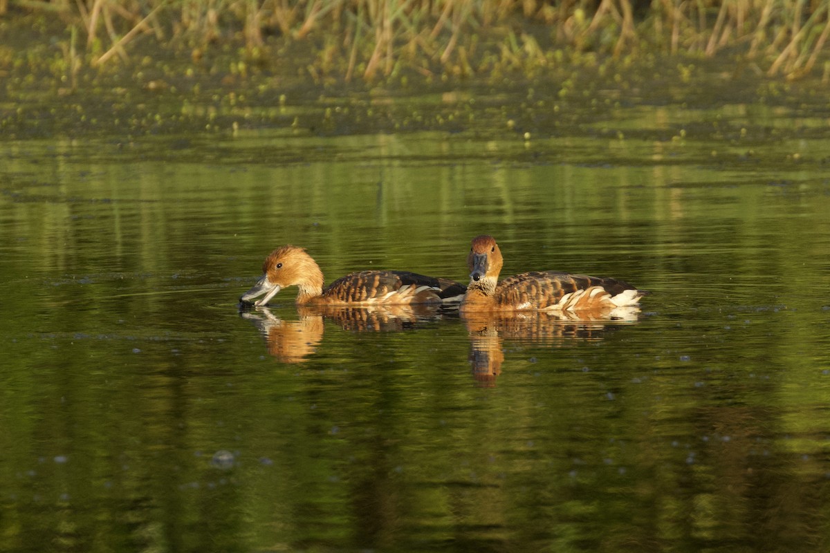 Fulvous Whistling-Duck - Nicole Desnoyers