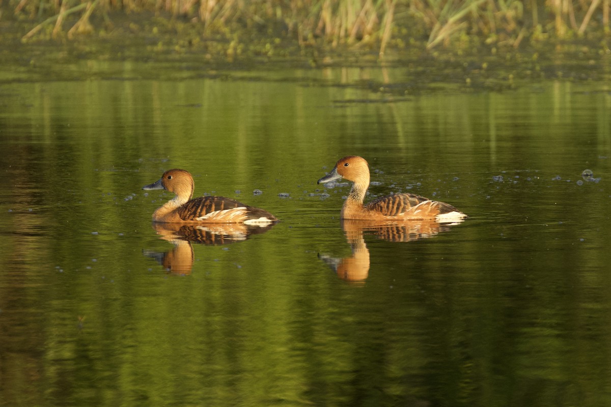 Fulvous Whistling-Duck - ML619903774