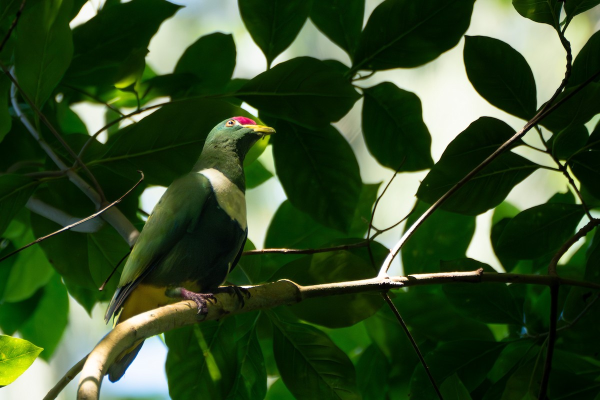 White-breasted Fruit-Dove - ML619903778