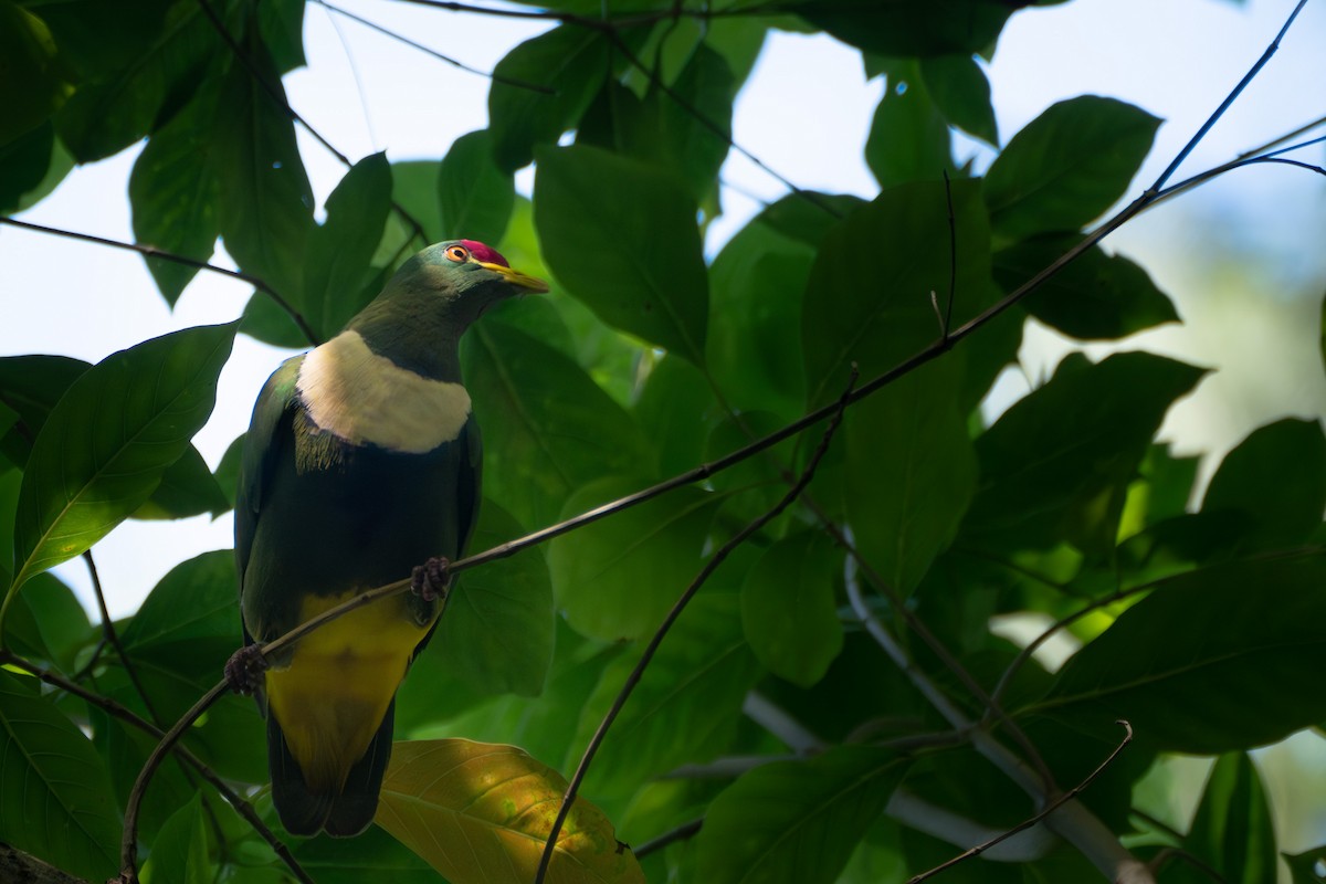 White-breasted Fruit-Dove - ML619903779