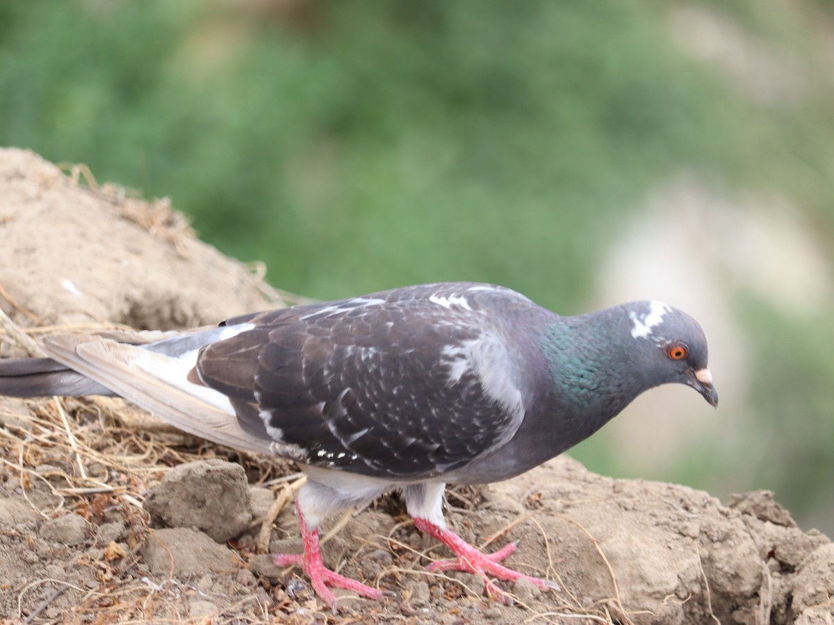 Rock Pigeon (Feral Pigeon) - ML619903782