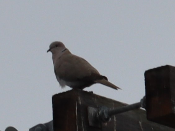 Eurasian Collared-Dove - ML619903792