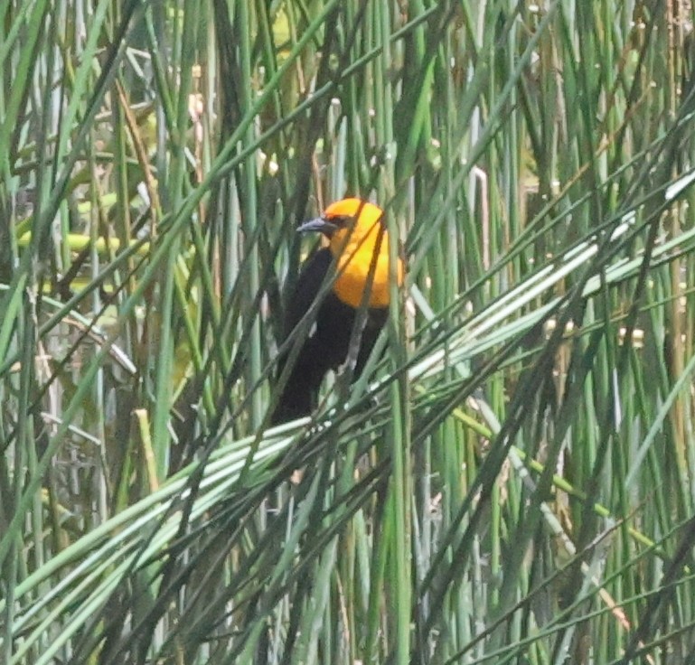 Yellow-headed Blackbird - ML619903798
