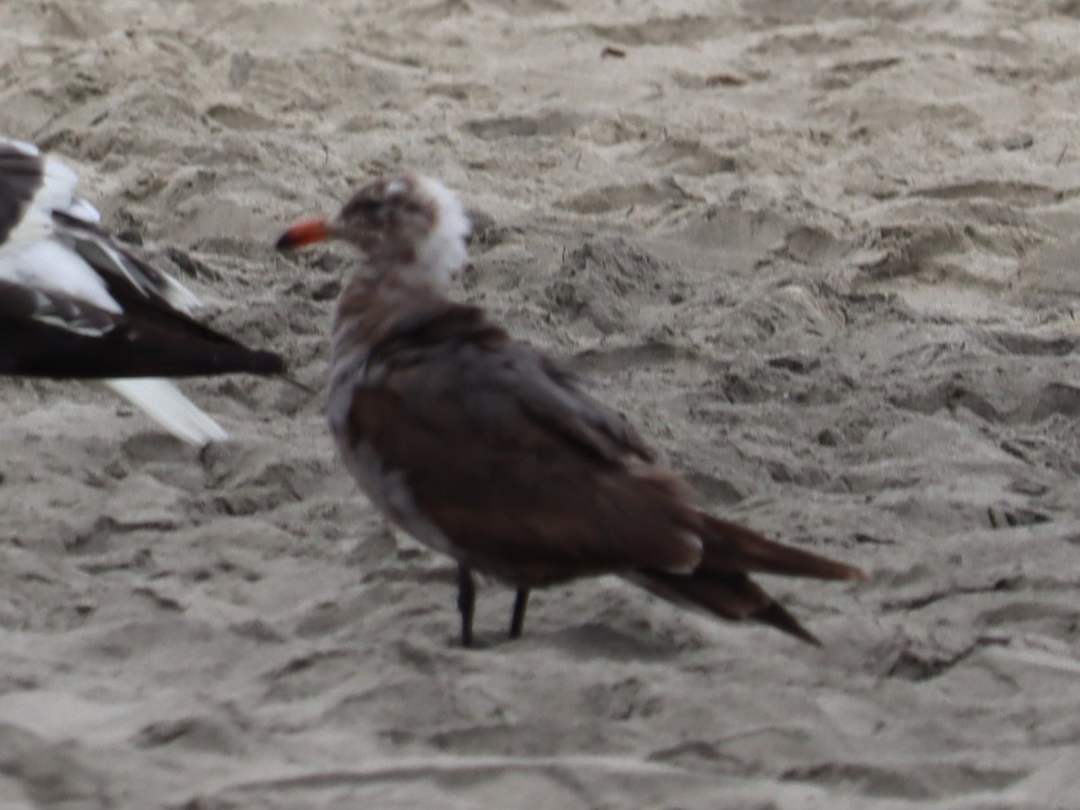 Heermann's Gull - ML619903803