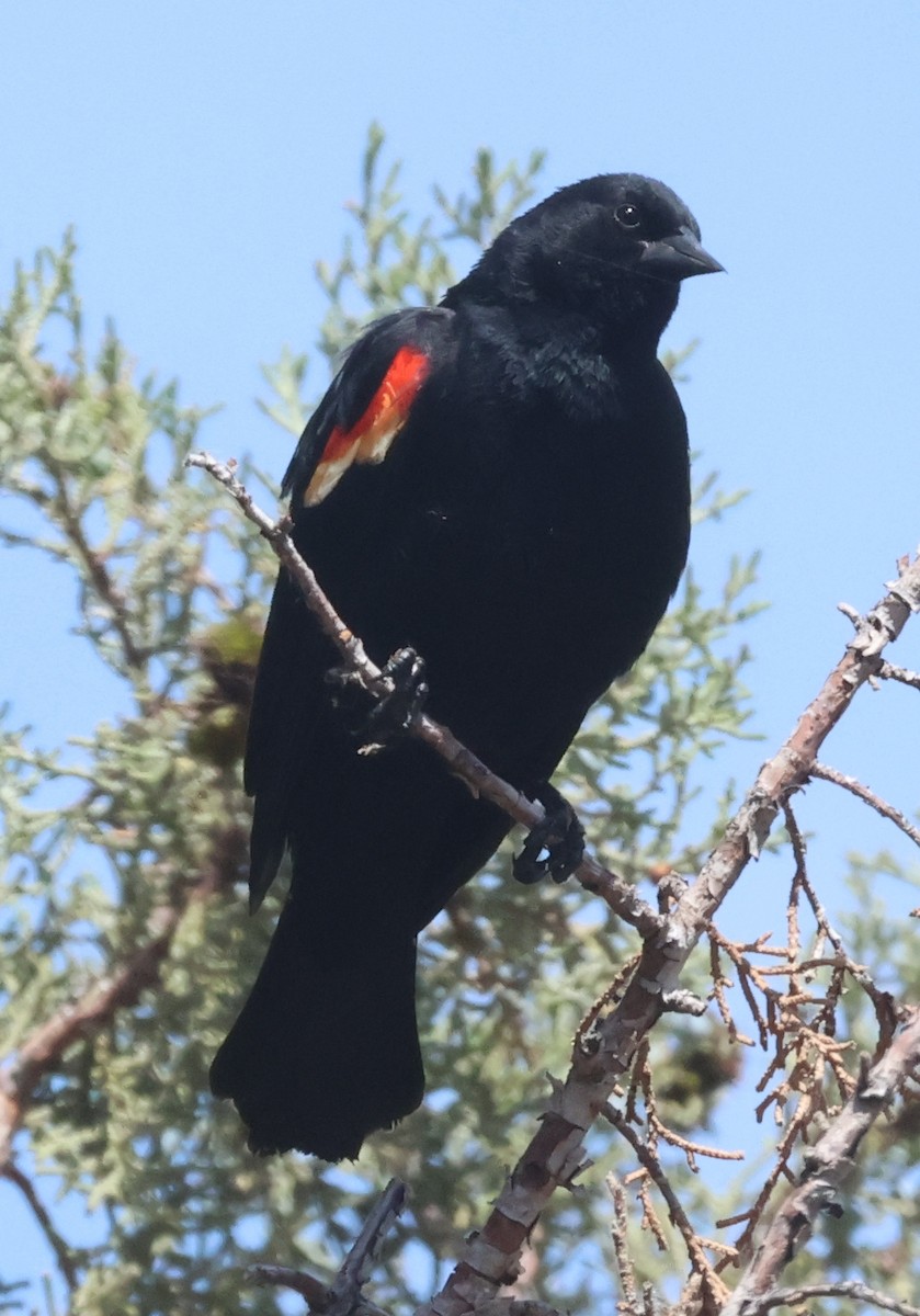 Red-winged Blackbird - ML619903812