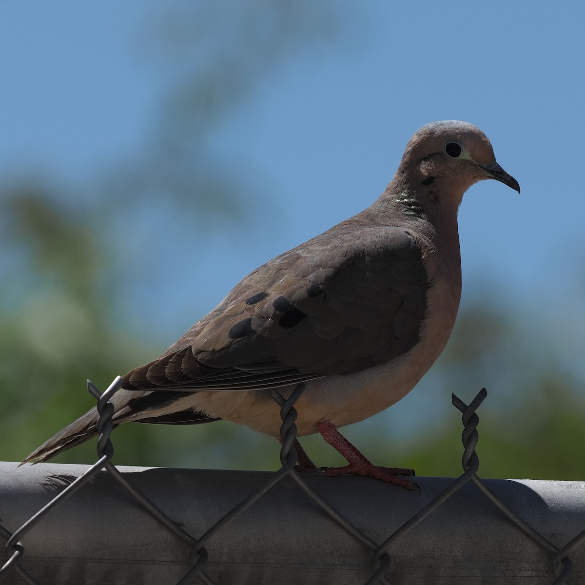 Eared Dove - ML619903814