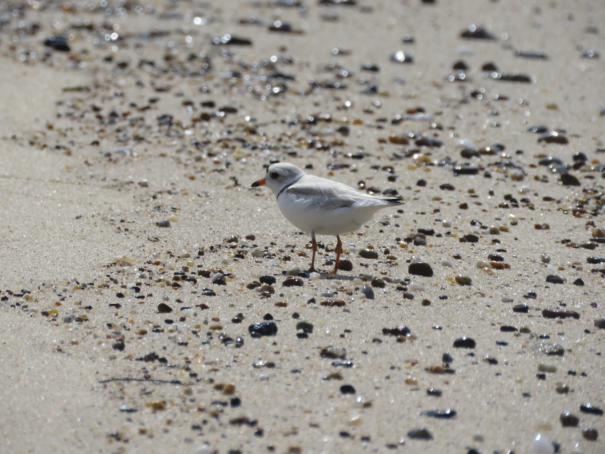 Piping Plover - ML619903844