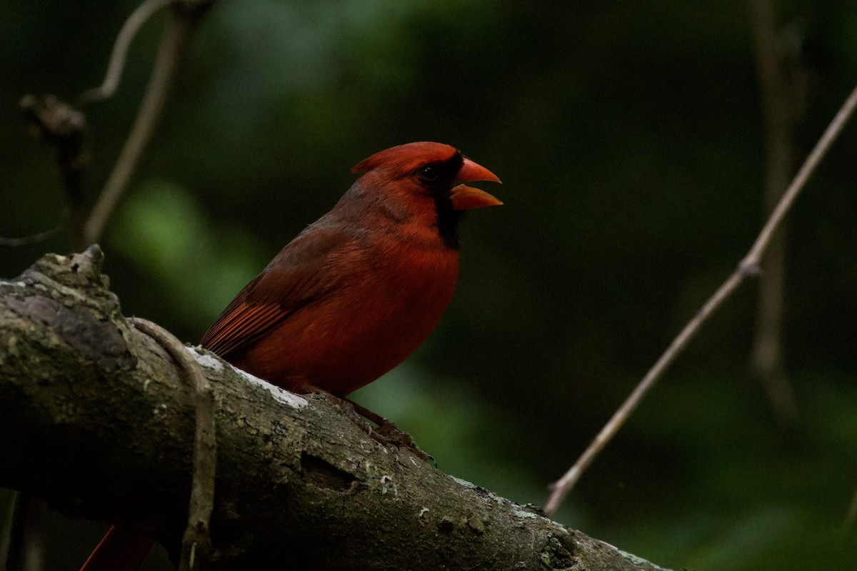 Cardinal rouge - ML619903864