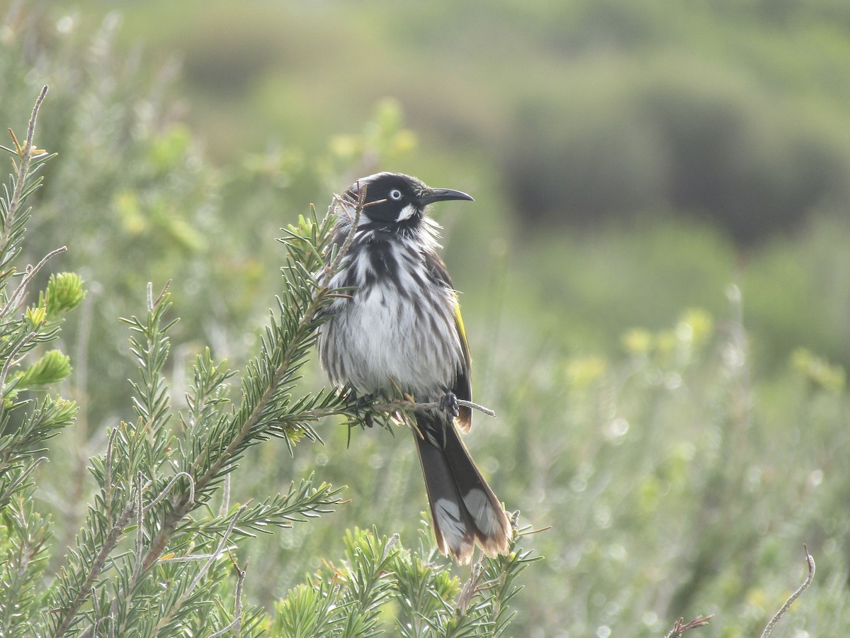 New Holland Honeyeater - ML619903865