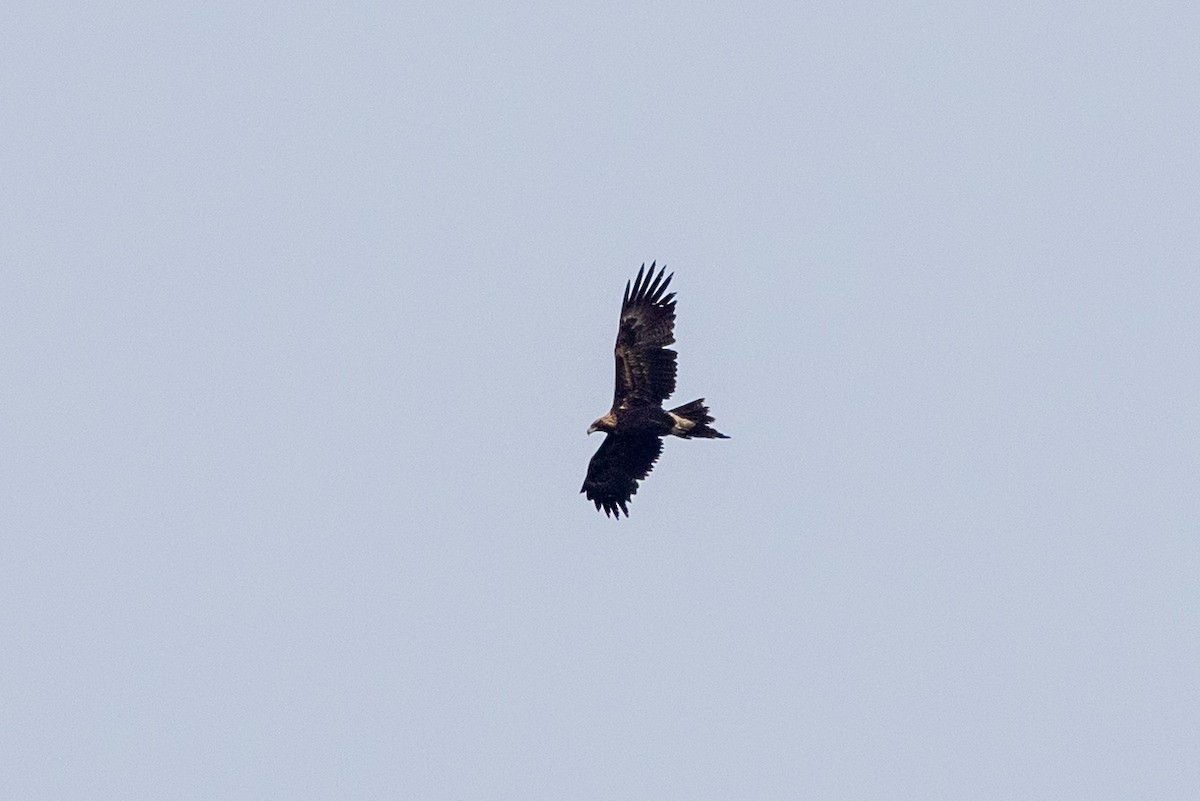 Wedge-tailed Eagle - ML619903875