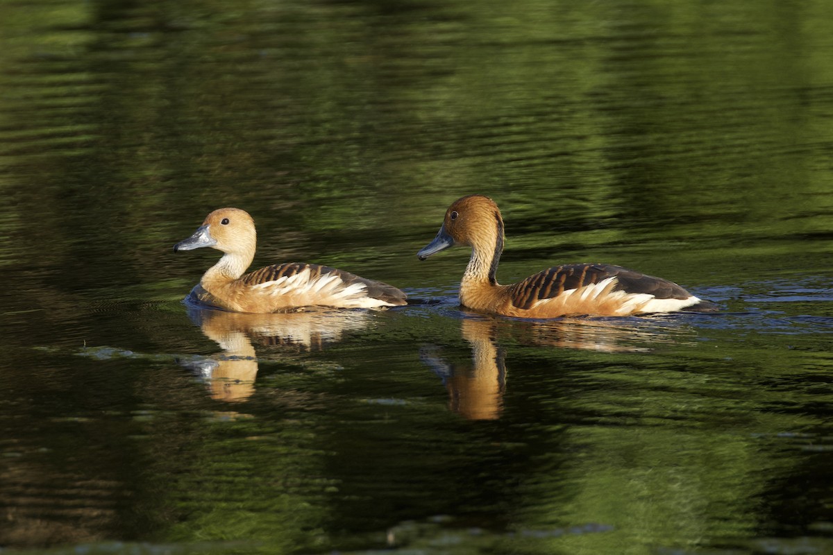 Fulvous Whistling-Duck - ML619903901