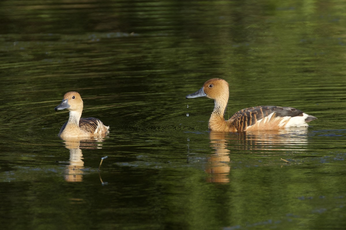 Fulvous Whistling-Duck - ML619903902