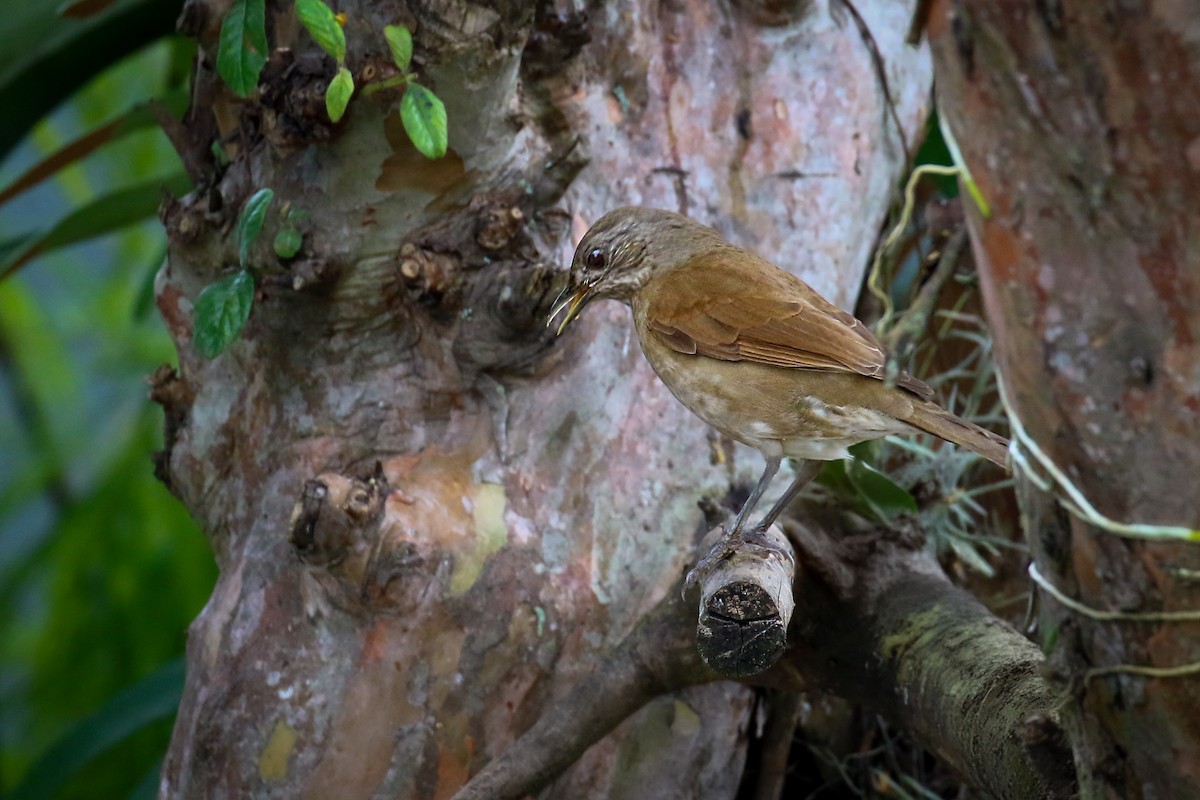 Pale-breasted Thrush - ML619903911