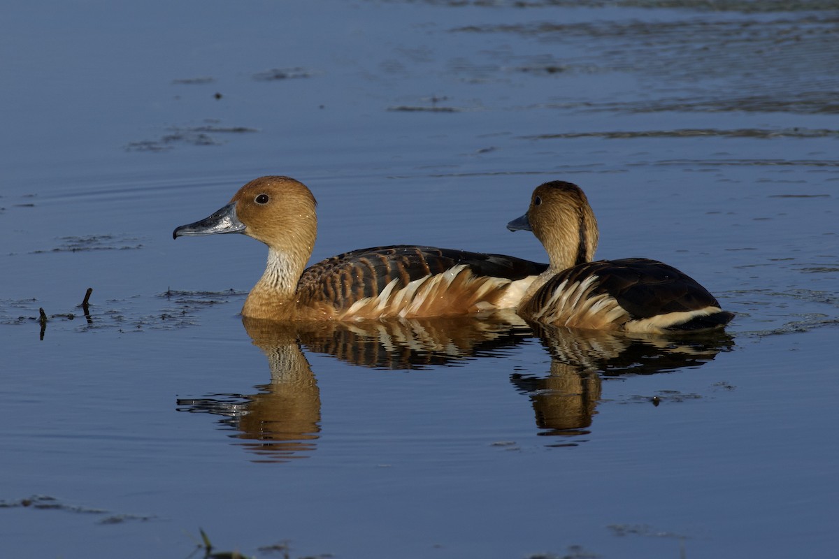 Fulvous Whistling-Duck - ML619903916