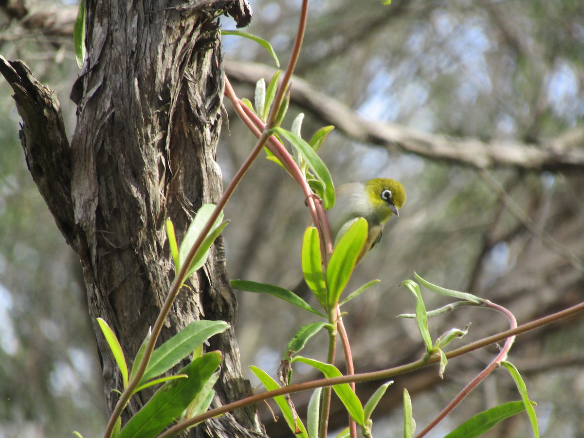 Silvereye - ML619903917