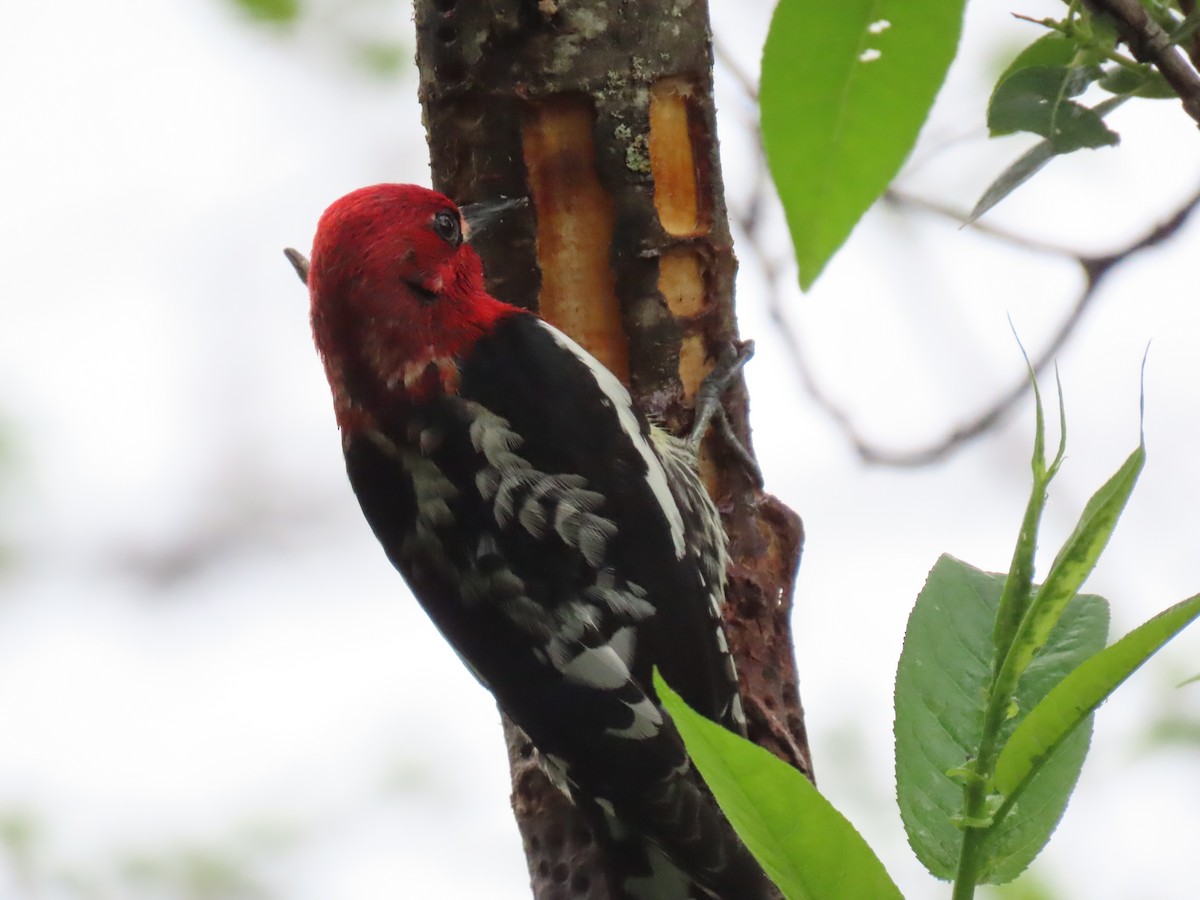 Red-breasted Sapsucker - ML619903918