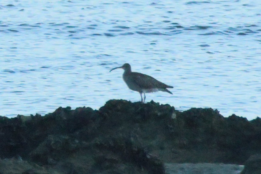 Whimbrel - ML619903920