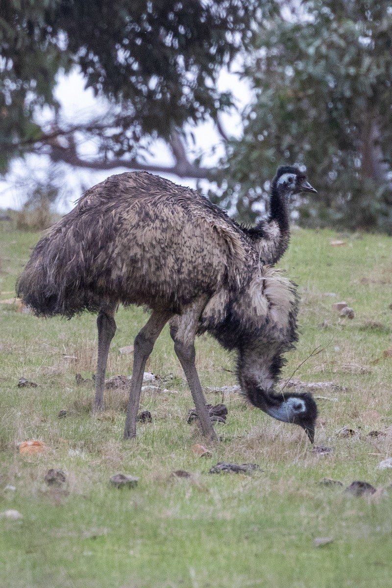 emu hnědý - ML619903924