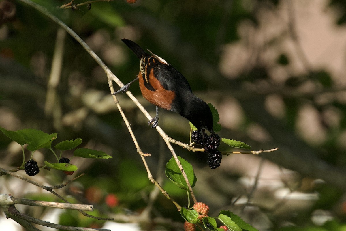 Orchard Oriole - ML619903934