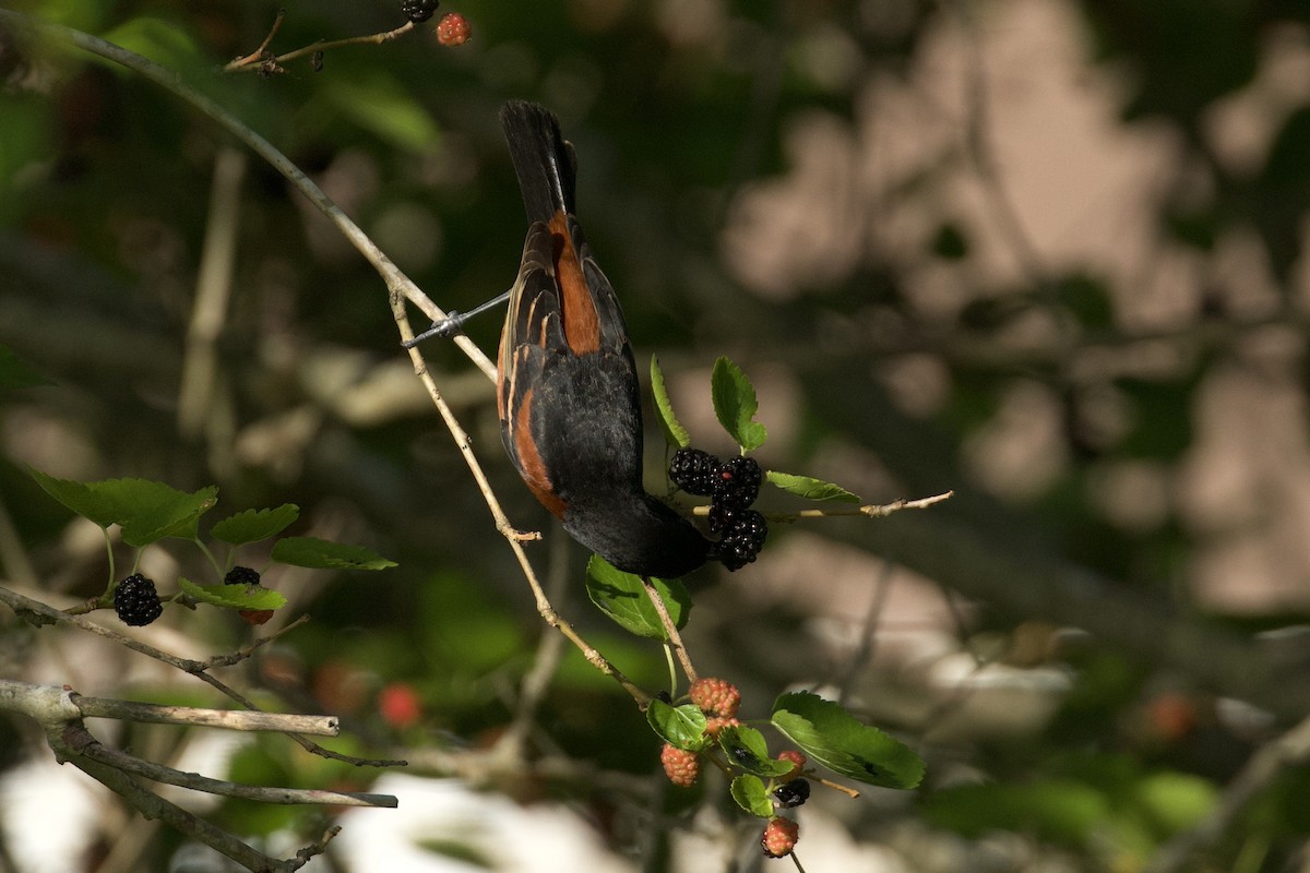Orchard Oriole - ML619903935