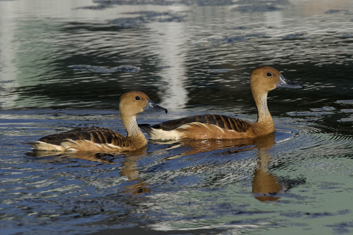 Fulvous Whistling-Duck - ML619903947