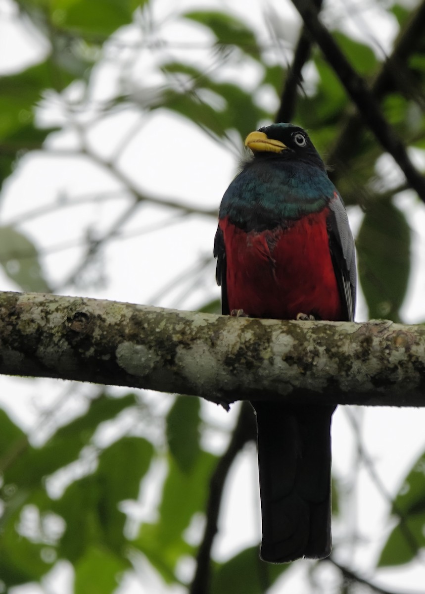 Blue-tailed Trogon - ML619903965