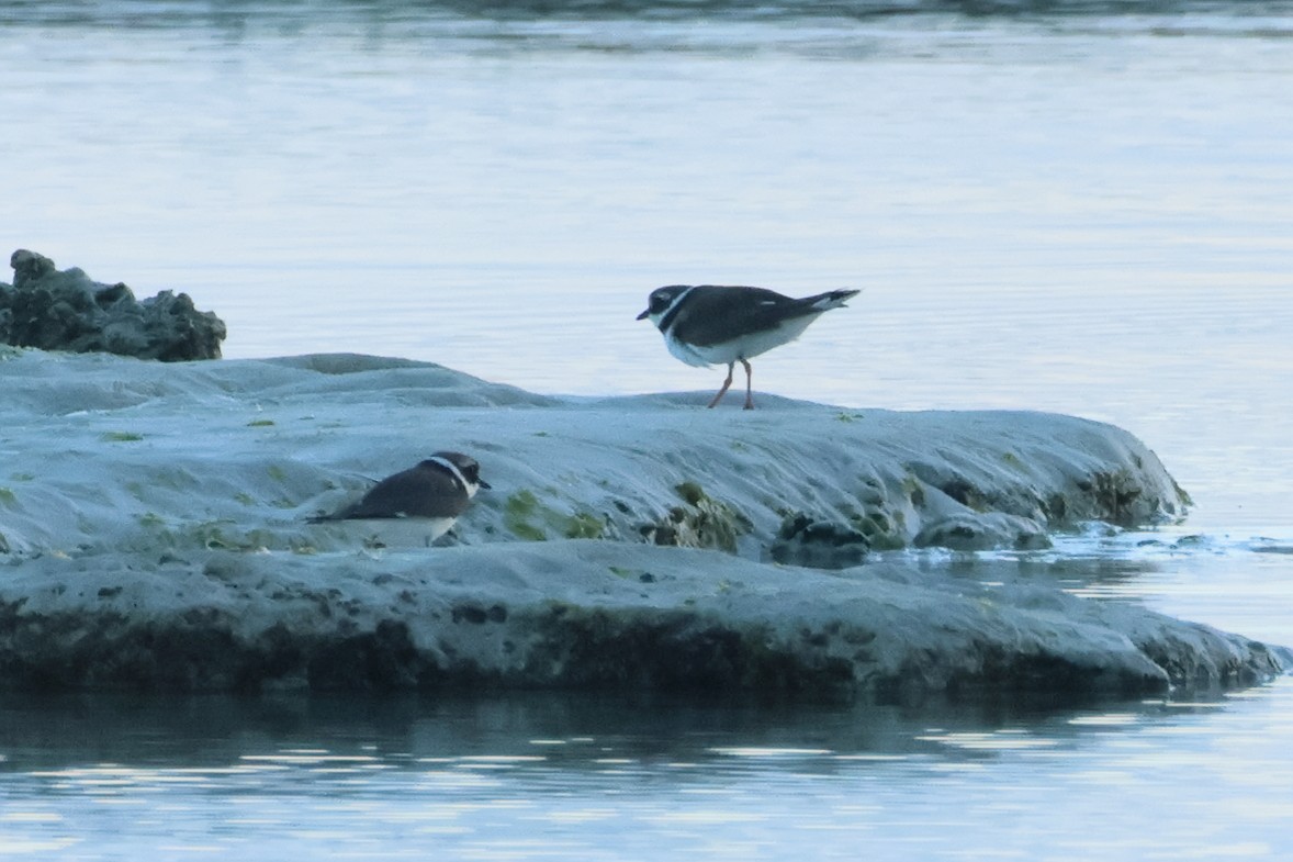 Common Ringed Plover - ML619903974