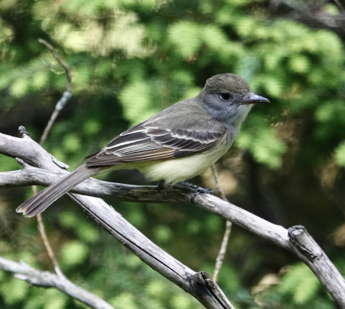 Great Crested Flycatcher - ML619903975