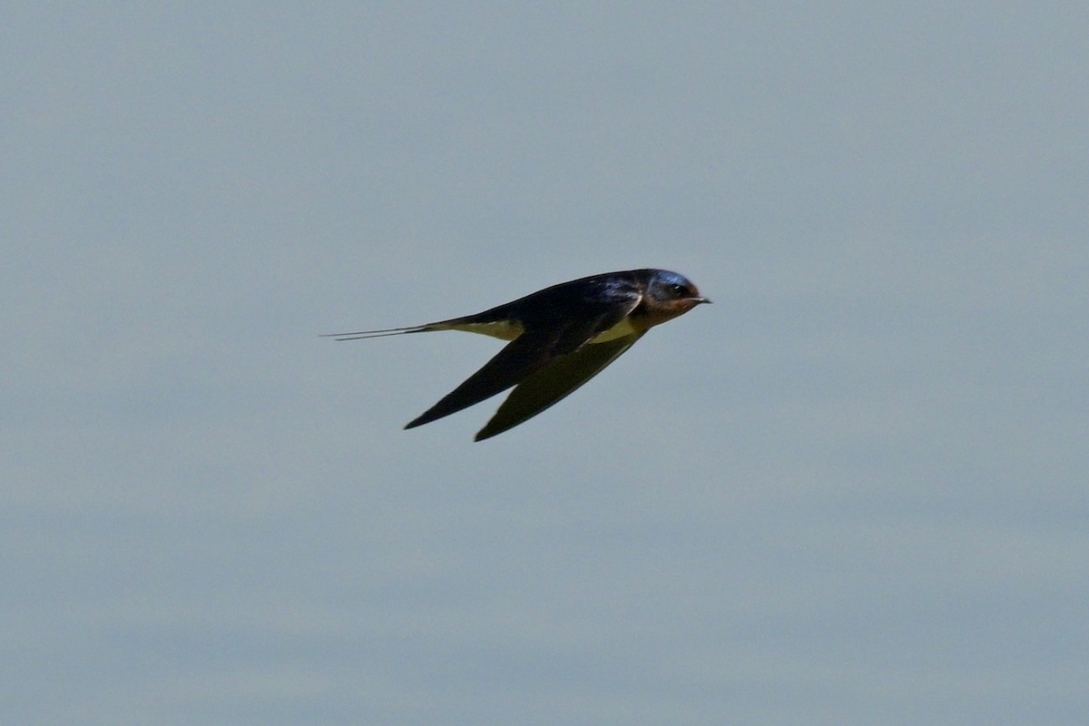 Barn Swallow - ML619903979