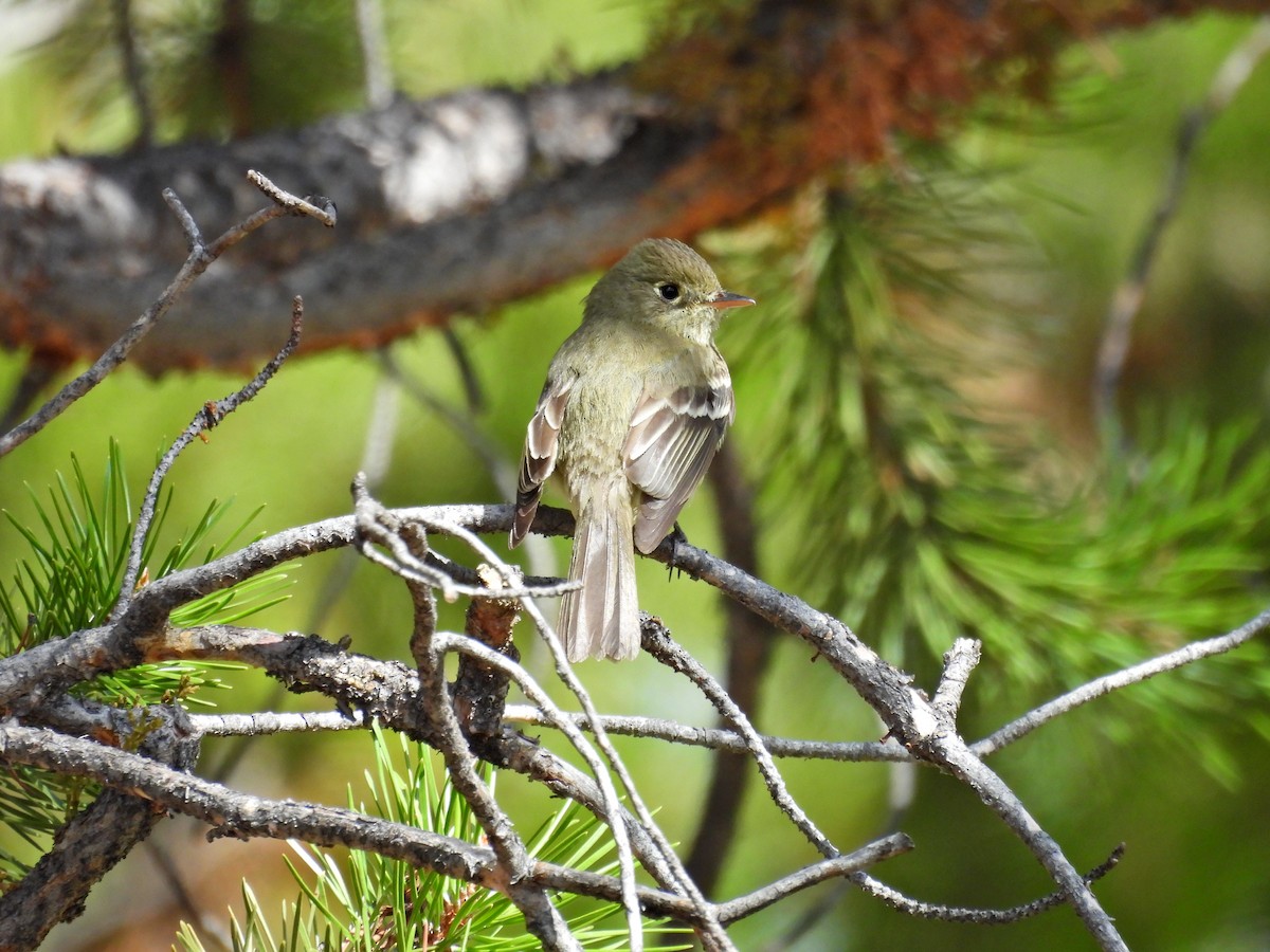 Western Flycatcher (Cordilleran) - ML619903983