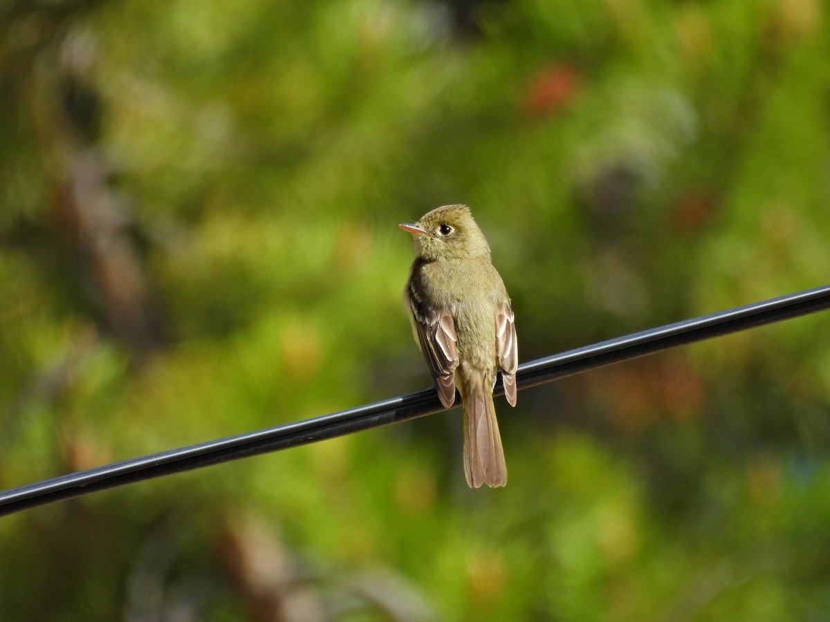 Western Flycatcher (Cordilleran) - ML619903984